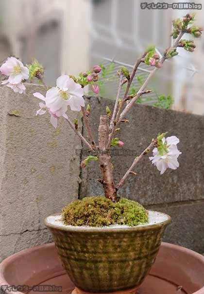 オオナデン(大南殿)