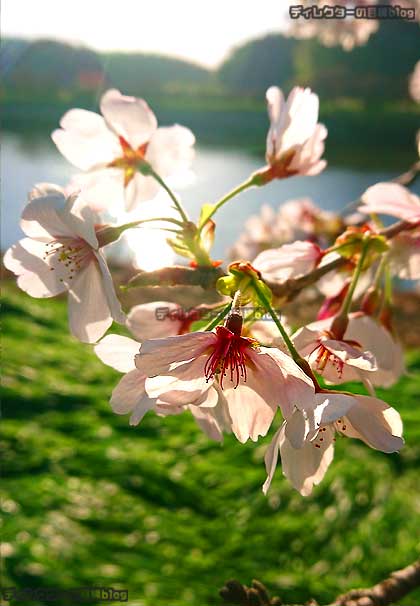 朝日に照らし出されて美しい桜