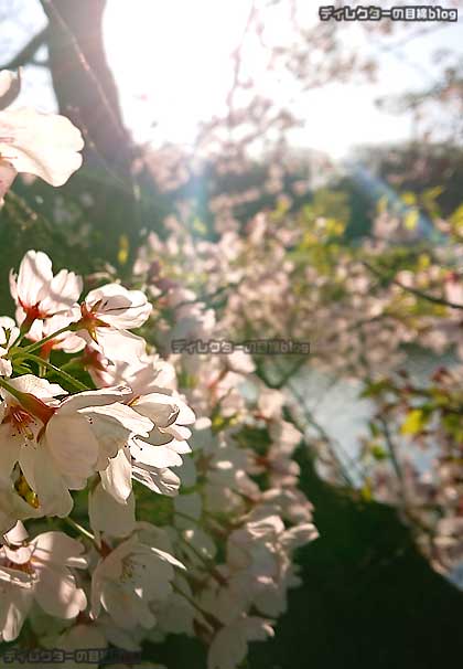 朝日に照らし出されて美しい桜