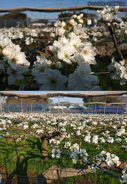 二ホンナシ(梨)の花