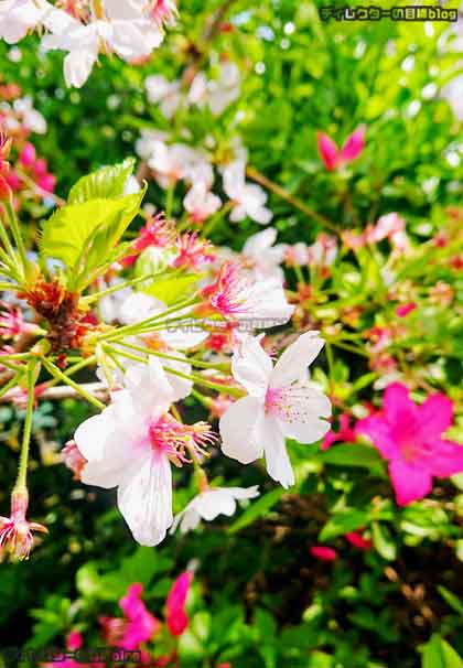 サクラとツバキの花のコラボ