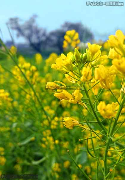 野っ原の菜の花