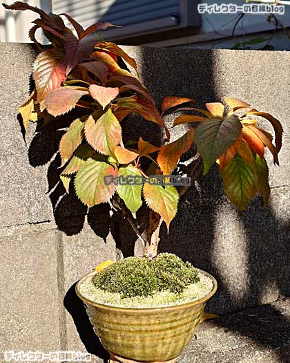 オオナデンの紅葉