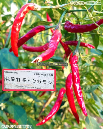 伏見甘長とうがらし