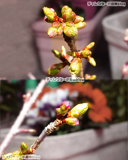 我が家の桜の鉢植え大南殿