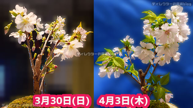 我が家の桜の鉢植え