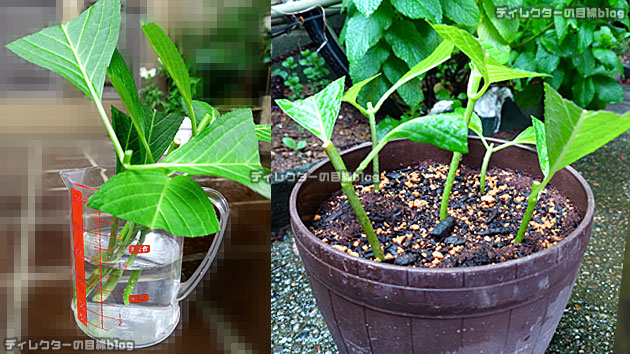アジサイの挿し木づくり