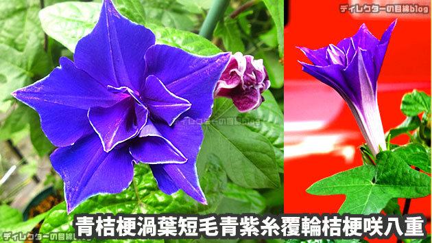 青桔梗渦葉短毛青紫糸覆輪桔梗咲八重