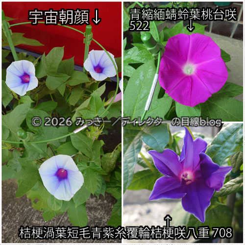 種から育てた3種類の朝顔たち