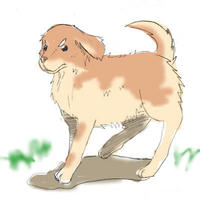 タレ耳犬