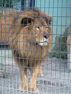 lion.jpg