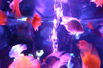 R0016954_blog.JPG