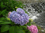 紫陽花