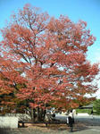 紅葉