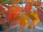 紅の葉
