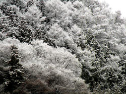 shibuonsen081213_020.jpg