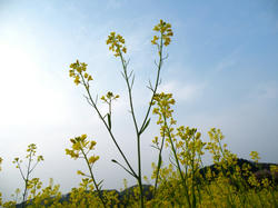 koma090412_nabana02.jpg