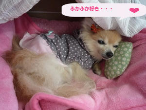 c8706ba0.jpg