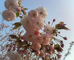 八重桜