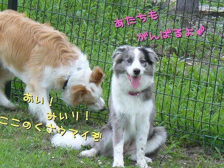 ここの草まいう～♪