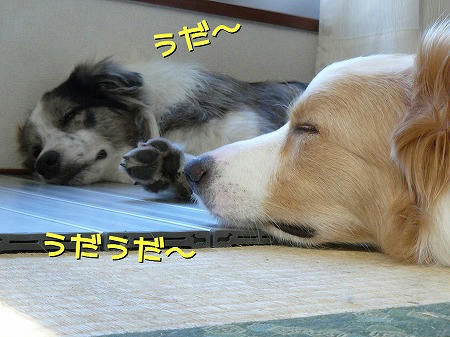 暑くって やってらんねぇ～ぜ！！