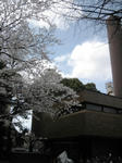 sakura.JPG