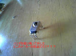 SH010029.JPG