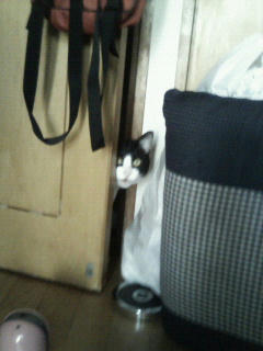 すいません、ご飯いただけますか？