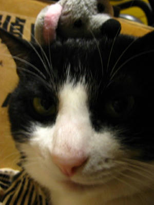 ジオンとネズミ