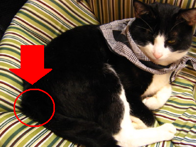 スタッドテイル