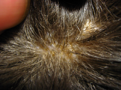 スタッドテイル