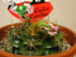 さぼてんの花　しおれた