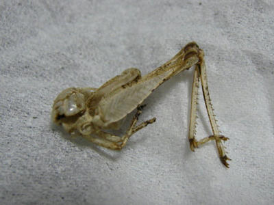 バッタの抜け殻