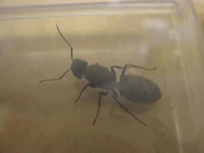 クロオオアリの女王