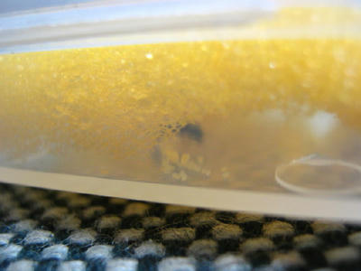 トビイロシワアリの卵