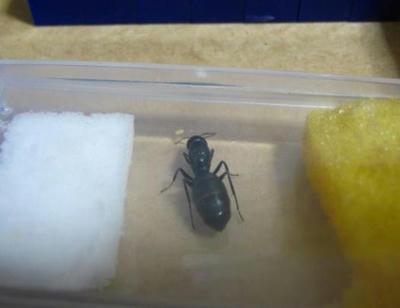 クロオオアリの卵