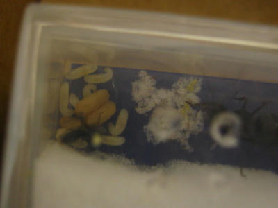 ベッドなのかな・・・