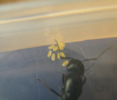 クロオオアリの卵