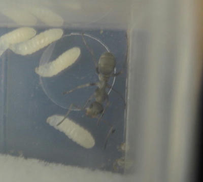 焦げ茶色な体色