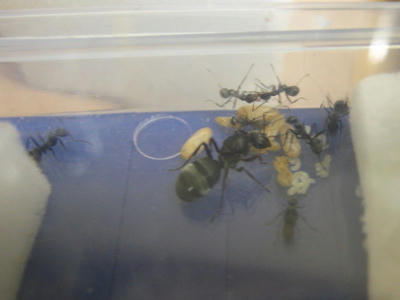 女王と７人のワーカー