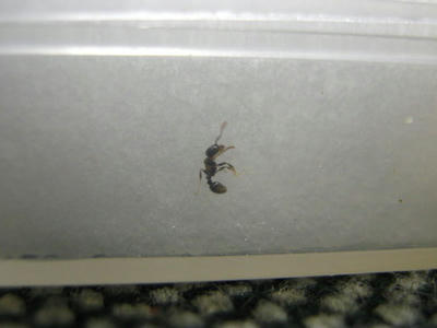 トビイロシワアリ