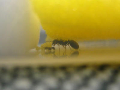 トビイロシワアリの女王とワーカー