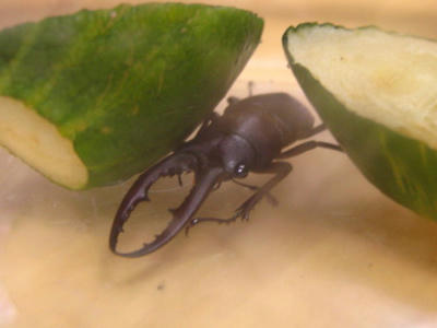 ノコギリクワガタ