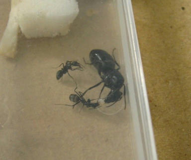 女王とワーカーが幼虫を食べてる所