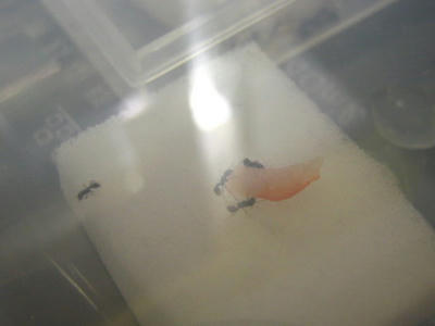 かにかまを食べるトビイロシワアリ