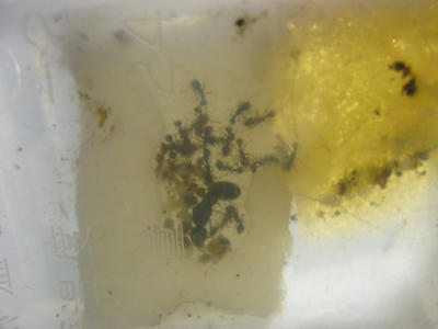 トビイロシワアリ