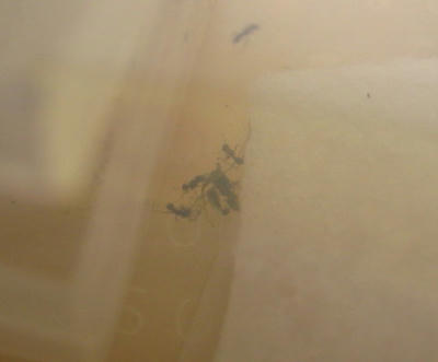 トビイロシワアリ