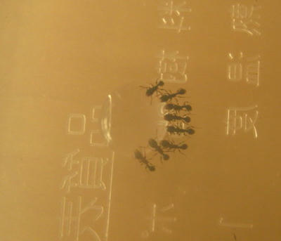 トビイロシワアリ