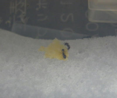 トビイロシワアリ