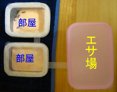 クロオオアリの飼育ケース